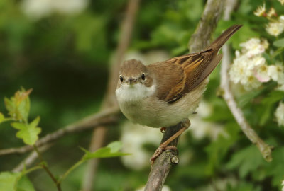 Common Whitethroat - Sylvia communis (Grasmus)