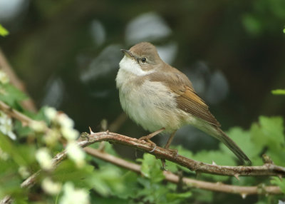 Common Whitethroat - Sylvia communis (Grasmus)