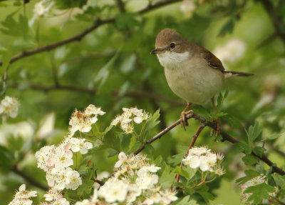 Common Whitethroat - Sylvia communis (Grasmus)