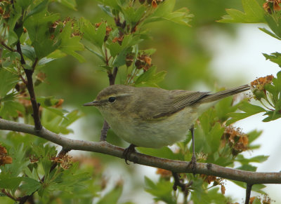 Northern Chiffchaff - Phylloscopus collybita (Tjiftjaf)