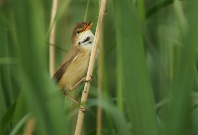 Eurasian Reed Warbler - Acrocephalus scirpaceus (Kleine Karekiet)