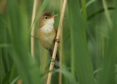 Eurasian Reed Warbler - Acrocephalus scirpaceus (Kleine Karekiet)