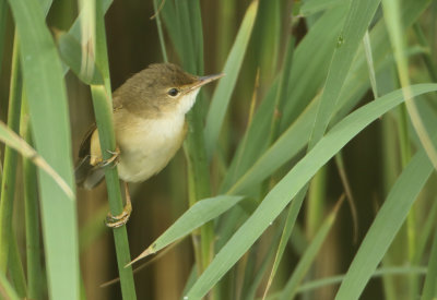 Eurasian Reed Warbler - Acrocephalus scirpaceus (Kleine Karekiet)