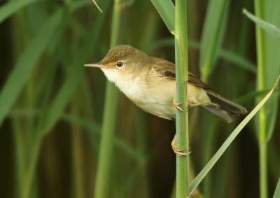 Eurasian Reed Warbler - Acrocephalus scirpaceus (Kleine Karekiet)