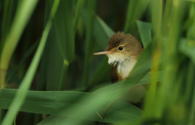 Eurasian Reed Warbler - Acrocephalus scirpaceus (Kleine Karekiet)