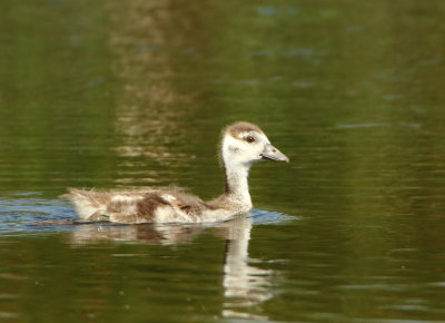 Egyptian Goose - Alopochen aegypticus (Nijlgans)
