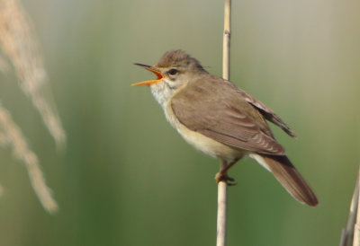 Marsh Warbler - Acrocephalus palustris (Bosrietzanger)