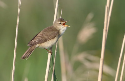 Marsh Warbler - Acrocephalus palustris (Bosrietzanger)