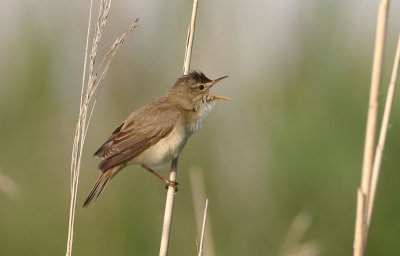 Marsh Warbler - Acrocephalus palustris (Bosrietzanger)