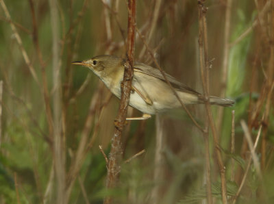 Marsh Warbler - Acrocephalus palustris (Bosrietzanger)