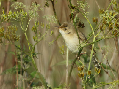 Marsh Warbler - Acrocephalus palustris (Bosrietzanger)