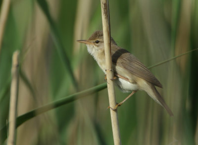 Marsh Warbler - Acrocephalus palustris (Bosrietzanger)