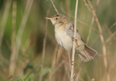 Marsh Warbler - Acrocephalus palustris (Bosrietzanger)