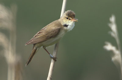 Marsh Warbler - Acrocephalus palustris (Bosrietzanger)