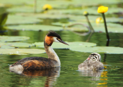 Great Crested Grebe - Podiceps cristatus (Fuut)