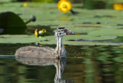 Great Crested Grebe - Podiceps cristatus (Fuut)