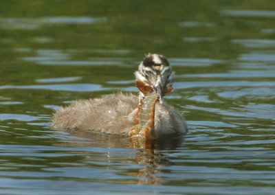 Great Crested Grebe - Podiceps cristatus (Fuut)