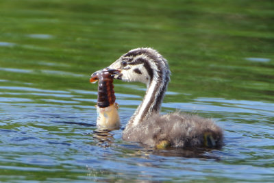 Great Crested Grebe - Podiceps cristatus (Fuut)