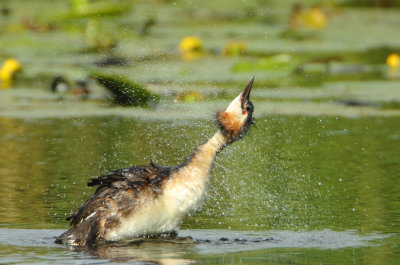 Great Crested Grebe - Podiceps cristatus (Fuut)