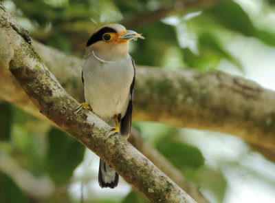 Eurylaimidae - Broadbills