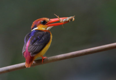 Oriental Dwarf Kingfisher - Ceyx erithaca