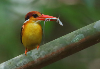 Oriental Dwarf Kingfisher - Ceyx erithaca