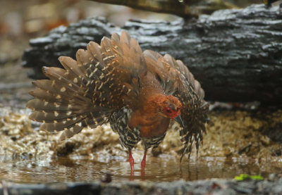 Red-legged Crake - Rallina fasciata