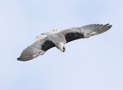 Raptors - Accipitridae (Roofvogels)