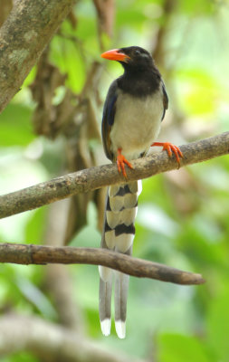 Red-billed Blue Magpie - Urocissa erythroryncha magnirostris