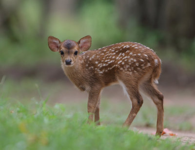 Hog Deer - Hyelaphus porcinus