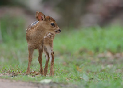 Hog Deer - Hyelaphus porcinus