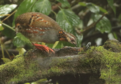 Rufous-throated Partridge -Arborophila rufogularis tickelli