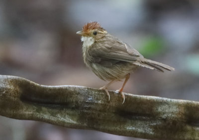 Puff-throated Babbler - Pellorneum ruficeps acrum