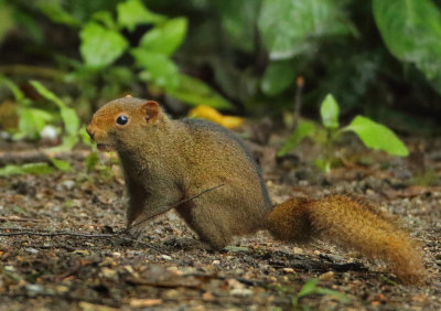 Pallas's Squirrel - Callosciurus erythraeus atrodorsalis