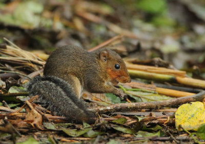 Red-cheeked Squirrel - Dremomys rufigenis