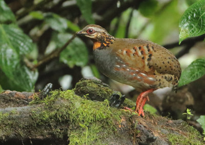 Rufous-throated Partridge -Arborophila rufogularis tickelli