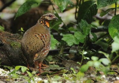Rufous-throated Partridge -Arborophila rufogularis tickelli