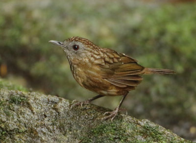 Streaked Wren-babbler - Napothera brevicaudata
