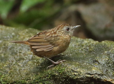 Streaked Wren-babbler - Napothera brevicaudata