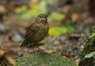 Streaked Wren-babbler - Napothera brevicaudata