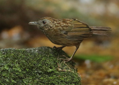 Streaked Wren-babbler - Napothera brevicaudata