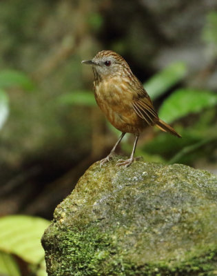 Streaked Wren-babbler - Napothera brevicaudata