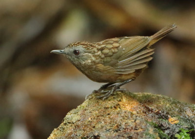 Streaked Wren-babbler - Napothera brevicaudata