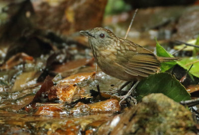 Streaked Wren-babbler - Napothera brevicaudata