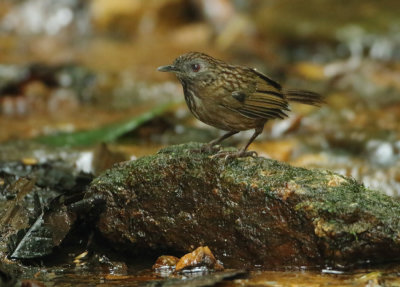 Streaked Wren-babbler - Napothera brevicaudata