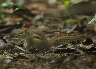 Indochinese Ground Squirrel - Menetes berdmorei
