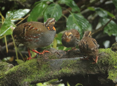 Rufous-throated Partridge -Arborophila rufogularis tickelli