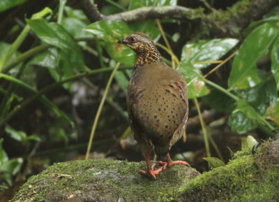 Rufous-throated Partridge -Arborophila rufogularis tickelli