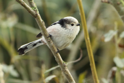 Long-tailed Tit - Aegithalos caudatus europaeus