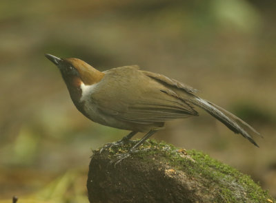 White-necked Laughingthrush - Garrulax strepitans